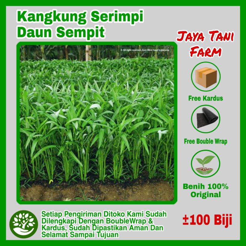 100 Biji Benih Kangkung Serimpi Super Sempit Hidroponik / Benih Sayuran / Bibit Sayuran Kangkung / B