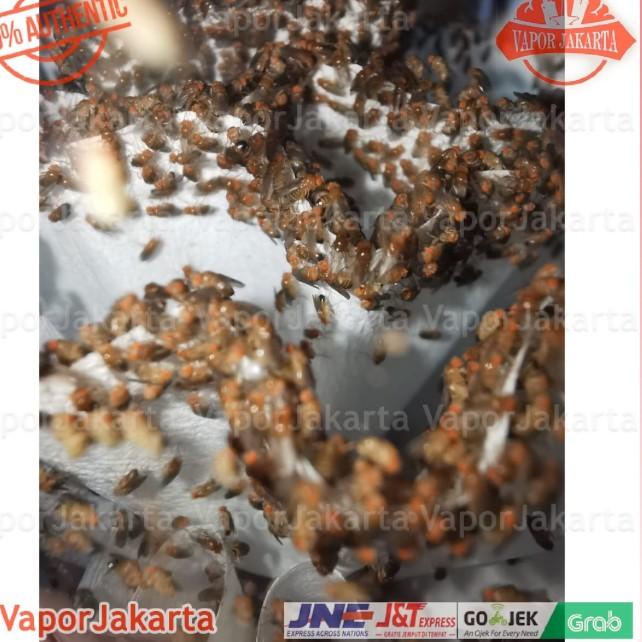 Drosophila Melanogaster Lalat Buah - Dart Frog ()