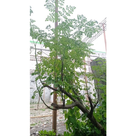 

daun kelor segar / moringga segar