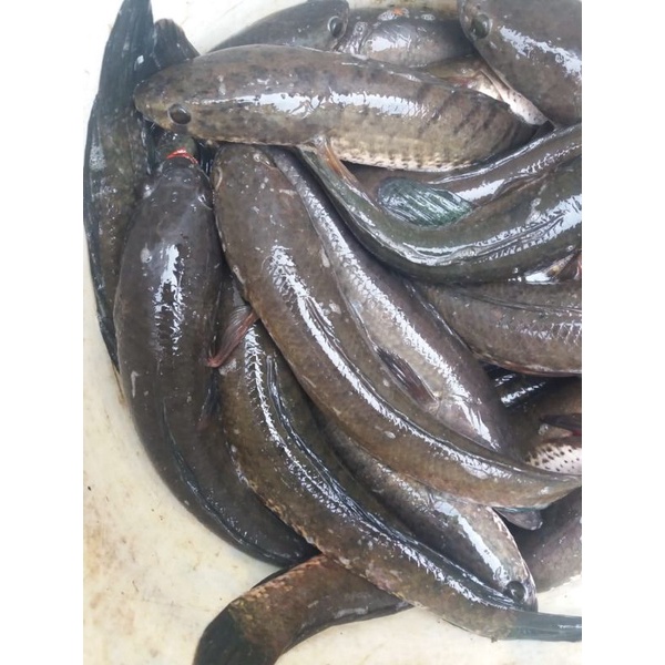 Jual Ikan Gabus Konsumsi Ikan Hidup 500gr Shopee Indonesia