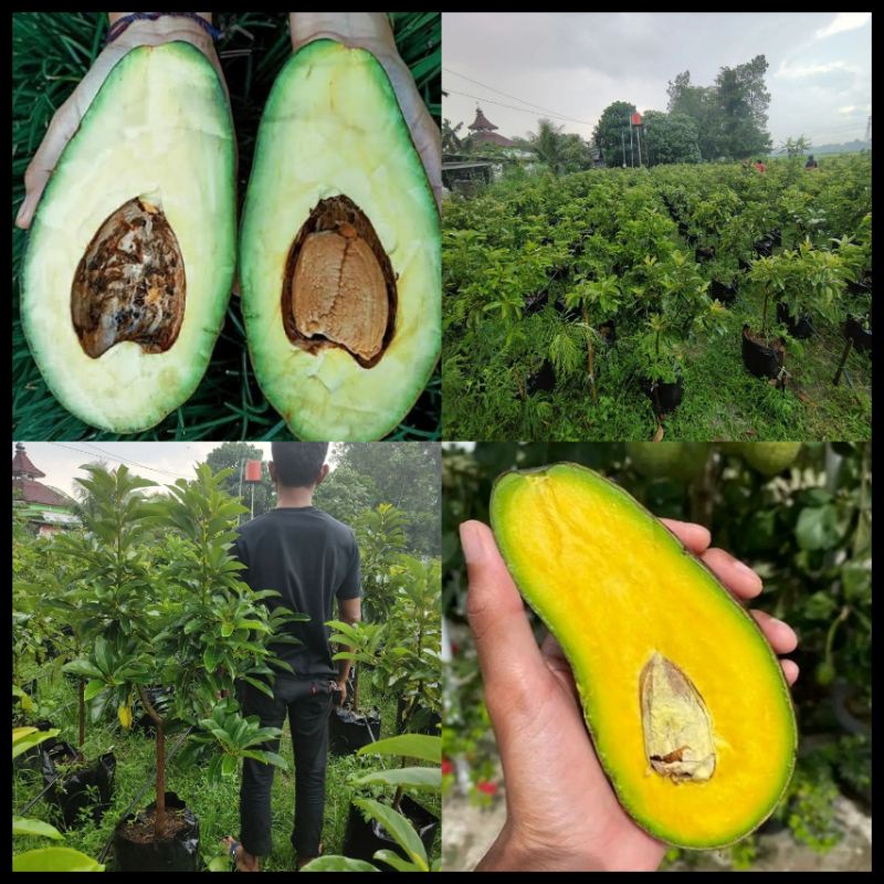 Bibit Pohon Alpukat Pangeran Batang Besar Siap Berbuah