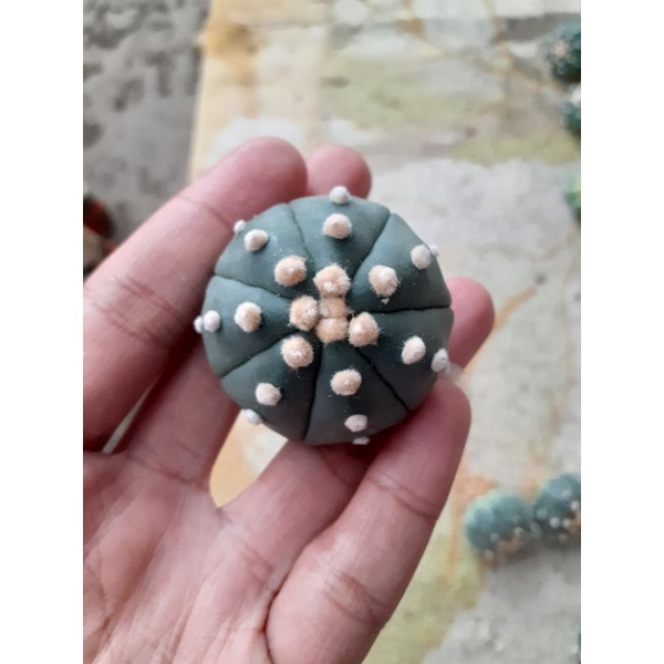 Astrophytum asterias thailand