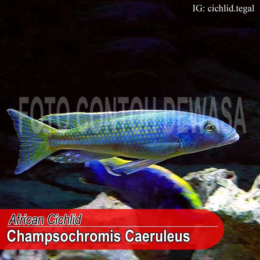 African Cichlid Champsochromis Caeruleus ▪︎ CICHLID TEGAL
