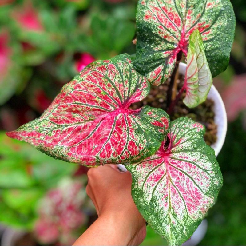 BISA COD/Tanaman hias caladium thai series hanoman obong/ keladi hanoman obong MURAH