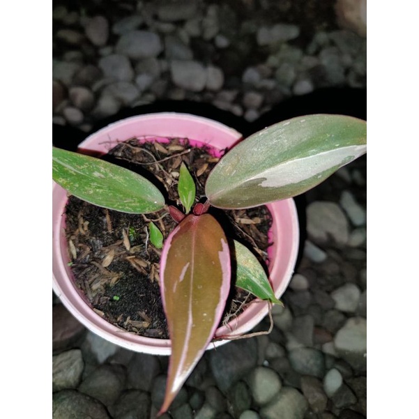 PPP Philo Pink Princes Ekonomis Kode Art