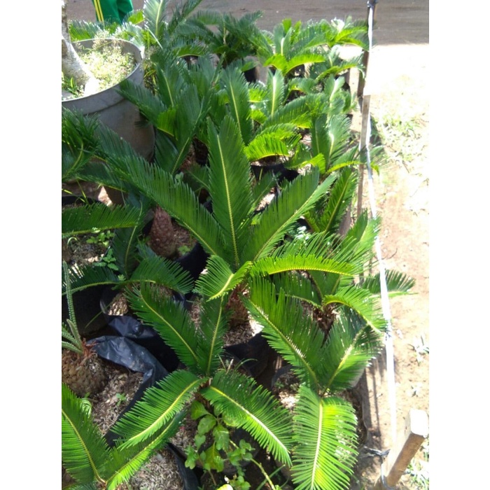 Bibit Bunga Hias Mawar Jambe Besar