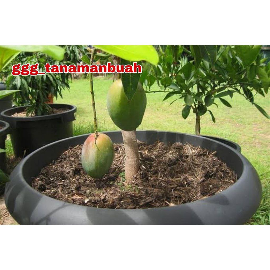 Bibit Mangga Manalagi Hasil Okulasi Cepat Berbuah