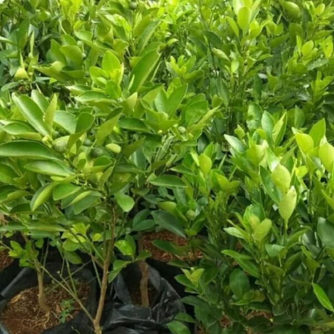 joss Tanaman Jeruk Sambel / Bibit Jeruk Limau / Jeruk Limau / Tanaman Jeruk viral