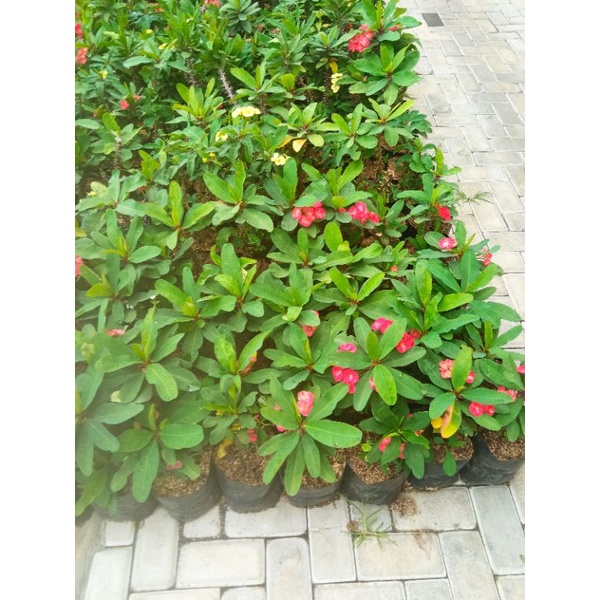 bunga euphorbia