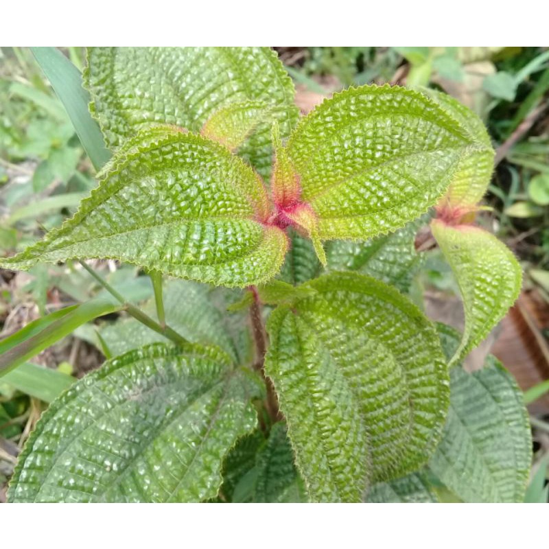 

Daun senggani segar 250 gram