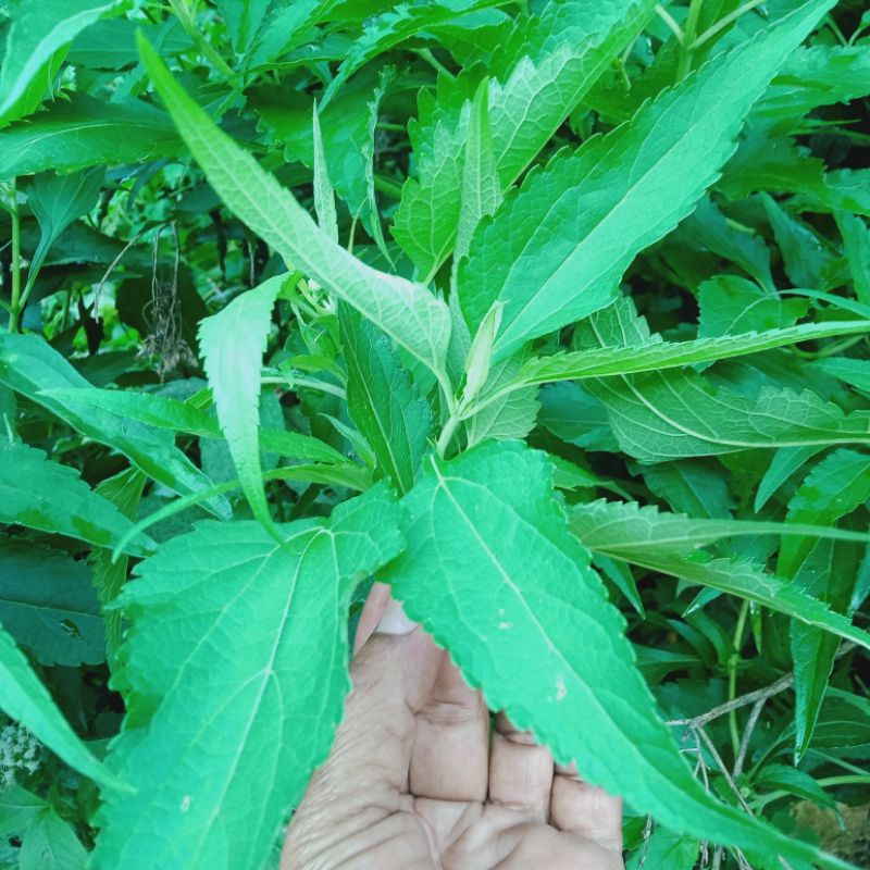 Daun Kiriyuh Putih Obat Infeksi Kulit