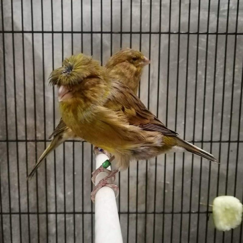 burung kenari jambul gloster jantan tinggal nunggu gacor