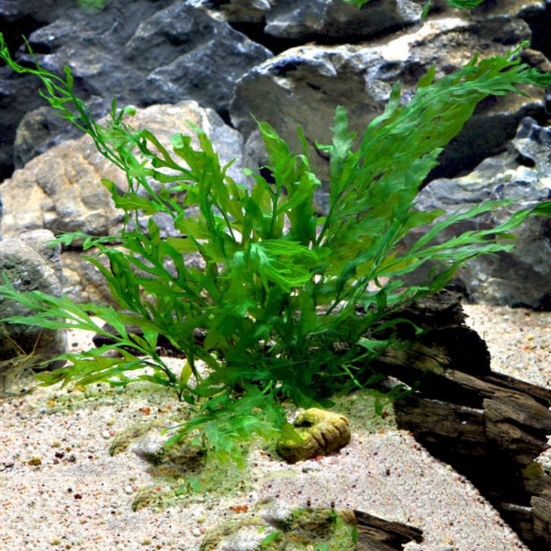 Bolbitis tanaman aquascape