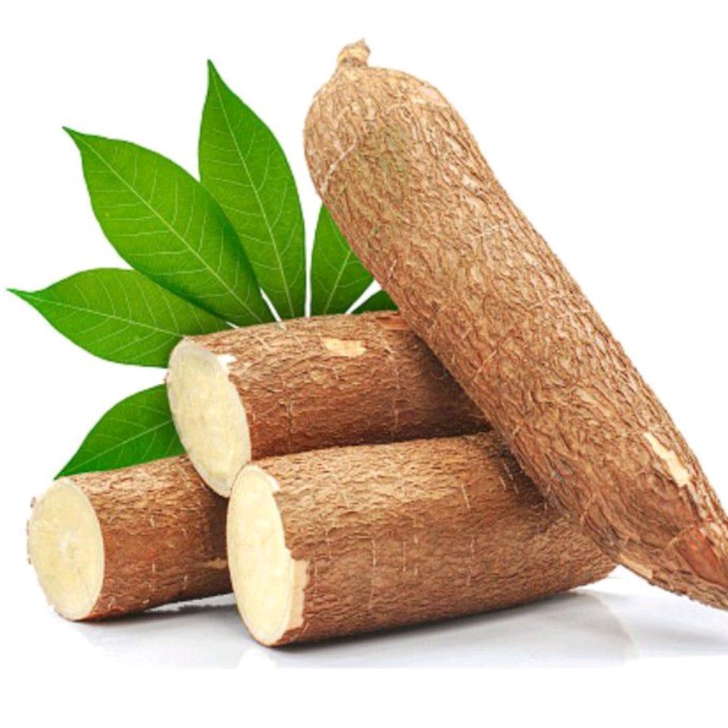 

SINGKONG KETELA POHONG MENYOK FRESH SAYURAN SEGAR SURABAYA