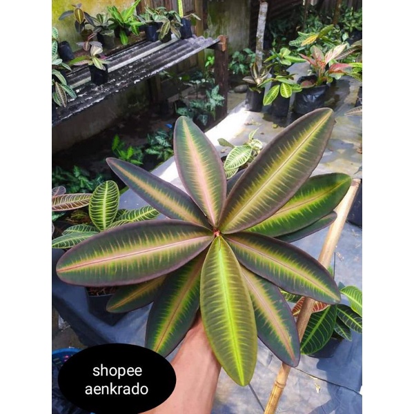 Ardisia_sp_lips_pink_1pcs_original_items