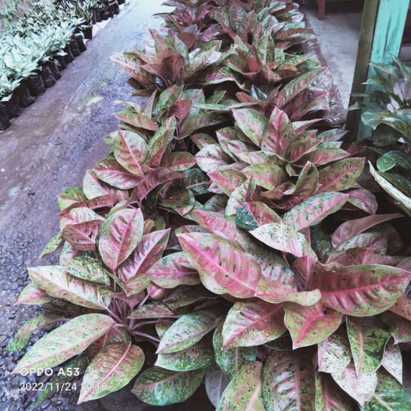 aglonema red bigroy rumpun