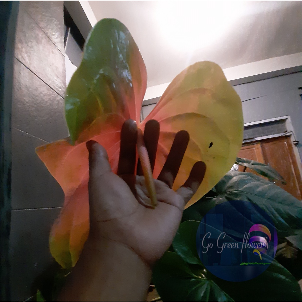 ANTURIM PRESIDEN BIBIT BUNGA ANTURIUM PRESIDET anturium bunga besar tanaman bunga anturium TANAMAN H