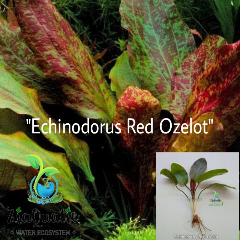 Tanaman Aquascape Echinodorus  Red Ozelot Daun Darat