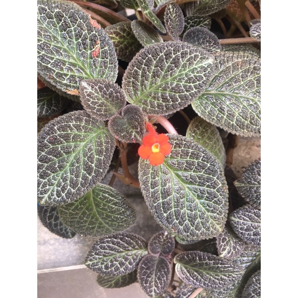 Episcia Karlyn
