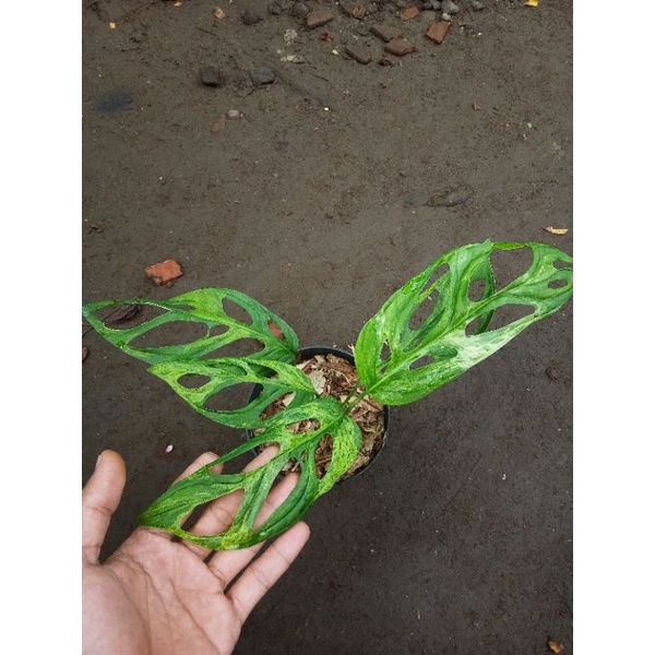 Tanaman hias janda bolong varigata