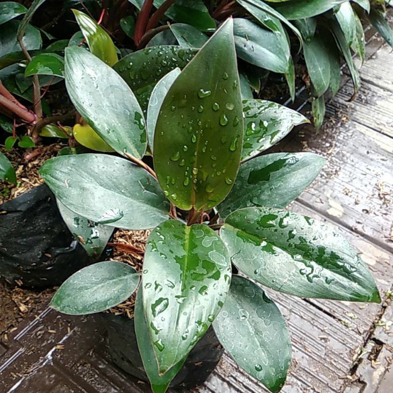 tanaman hias philodendron red congo / pilo kongo merah
