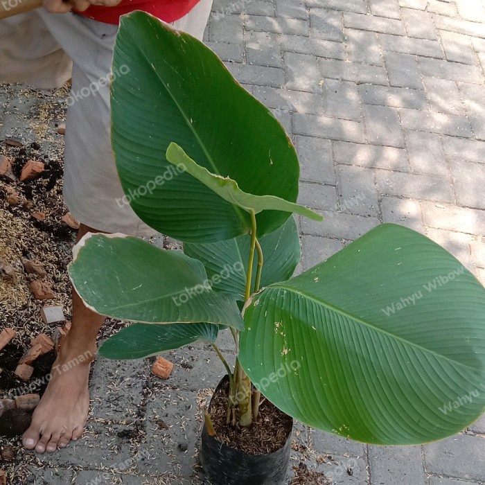 tanaman hias calathea lutea/ pisang katak tinggi 1 meter EE44