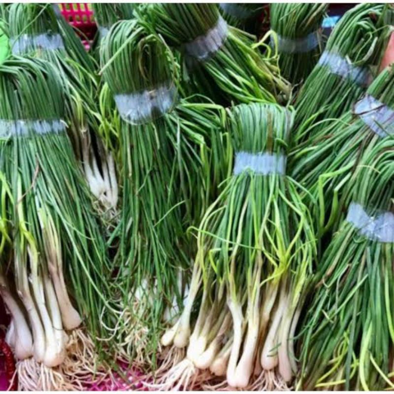 

LOKIO BAWANG BATAK 1 IKAT