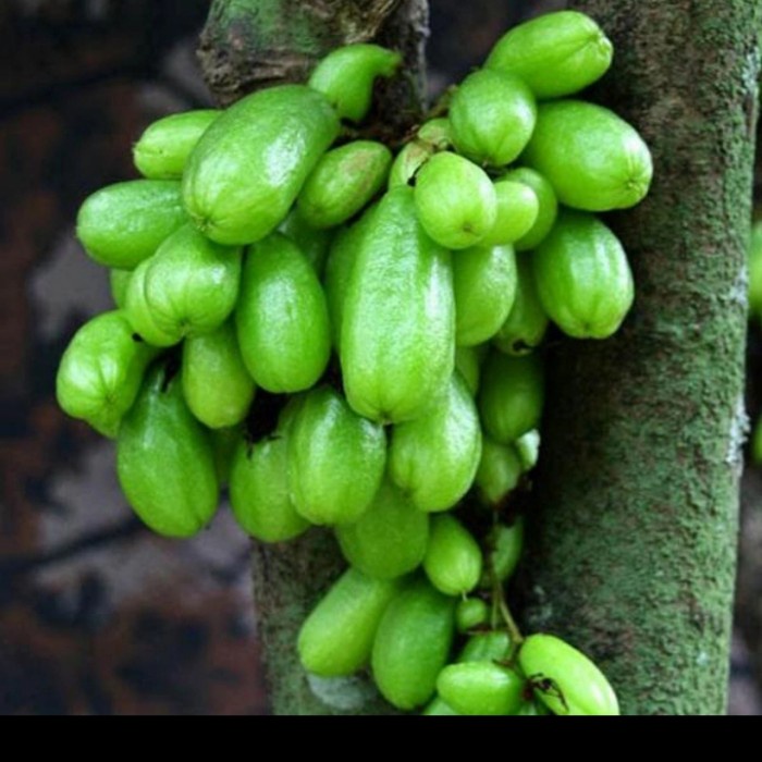 BIBIT TANAMAN BELIMBING WULUH/ TANAMAN BUAH BELIMBING WULUH SAYUR GG22