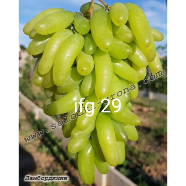 COD Bibit anggur import ifg 29/waterfall/lamborghini