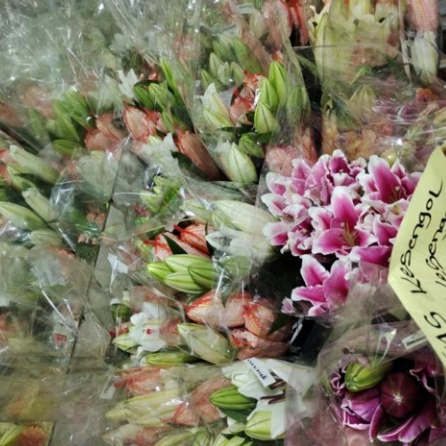 bunga Lily casablanca