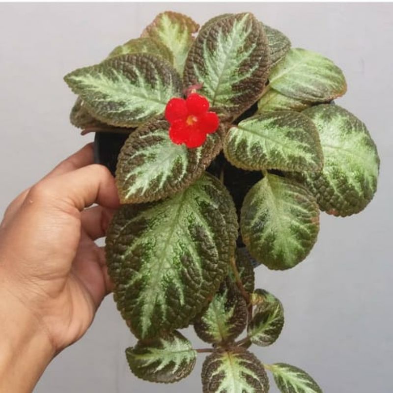 Tanaman Episcia Coklat / Episcia Flame Violet Plant / Episcia Cupreata/ Episcia Chocolate Soldier Pl