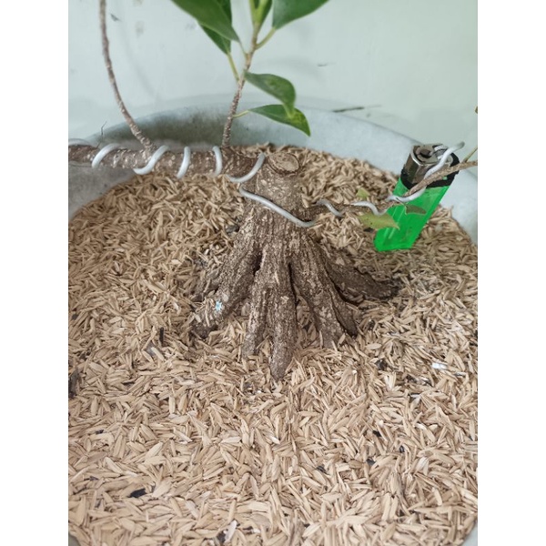 Bonsai Kimeng Pro Akar