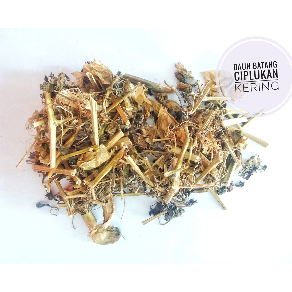 

daun batang ciplukan kering 500gr obat herbal diabetes kolesterol