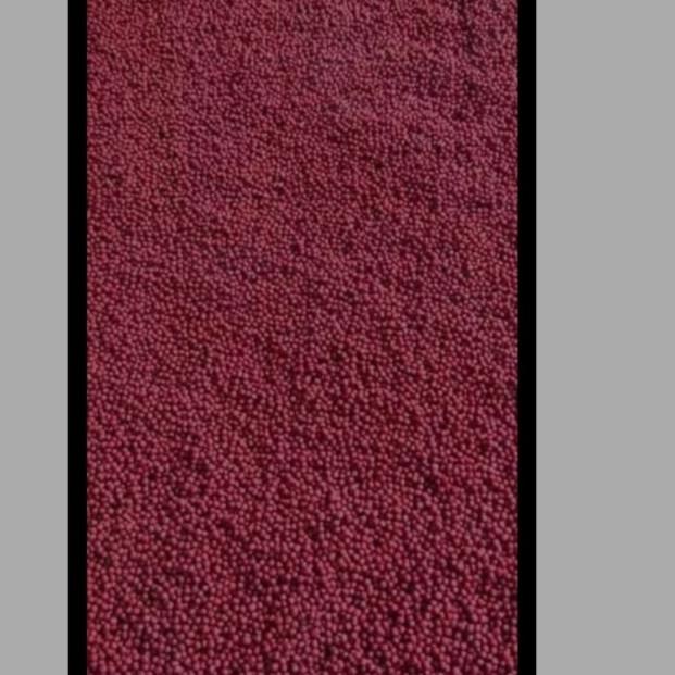 SUPER RED J3 Flowerhorn ( pelet louhan) - M