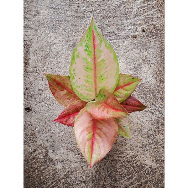 aglonema light of diamond ( LOD )