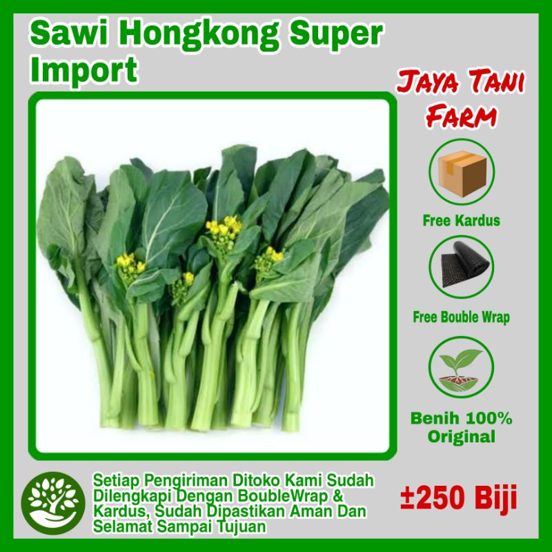 250 Biji Benih Sawi Hongkong Benih Sayuran Sawi Import Super / Benih Sayuran / Bibit Sayuran Sawi Hi