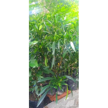 

Daun Sambung nyawa fresh 100gr