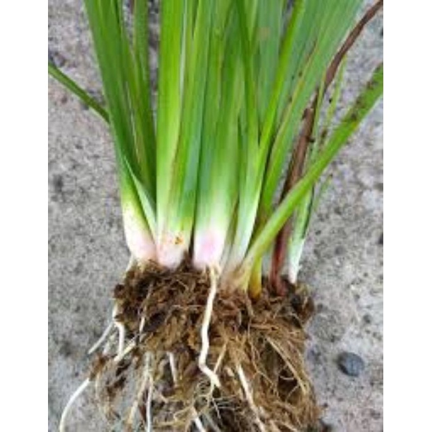 

daun jaringao delingao 1 kg