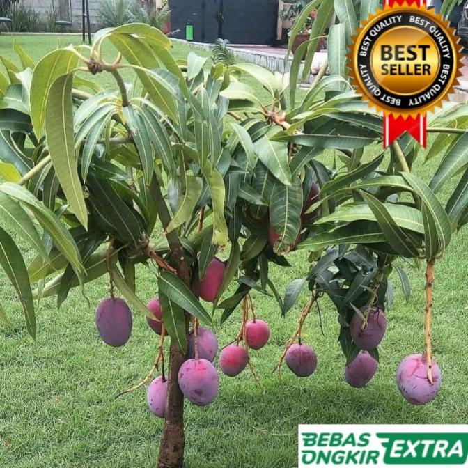 Bibit Mangga Irwin Tinggi 1 Meter Up Cepat Berbunga