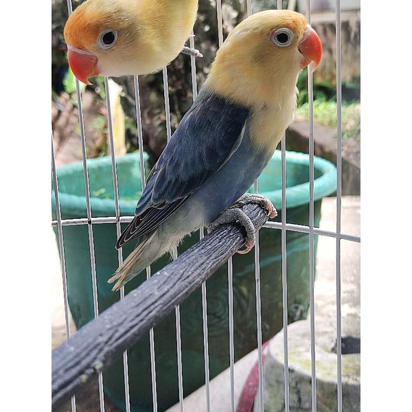 burung lovebird biola pb sepasang