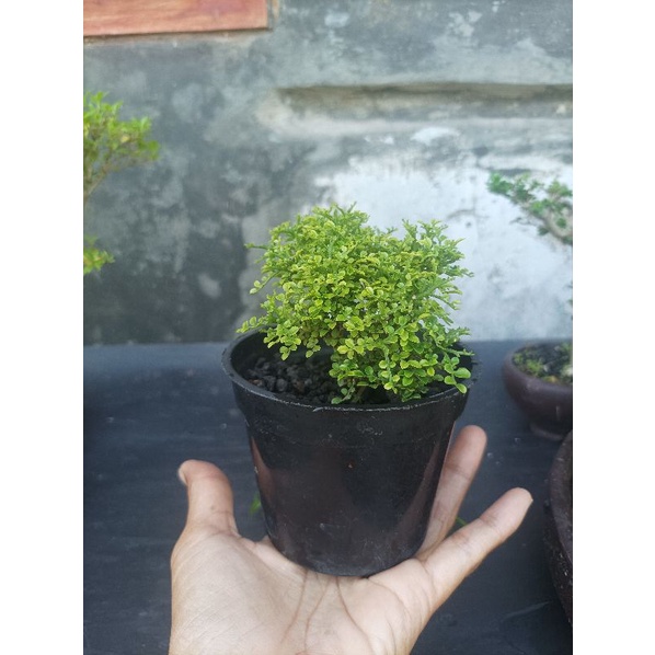 tanaman bonsai hidup