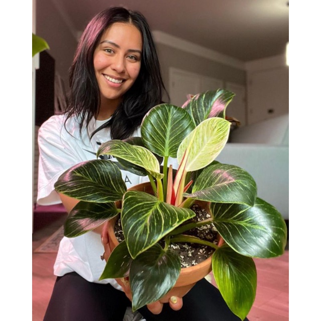 Philodendron birkin / Tanaman hias philodendron birkin / philo birkin