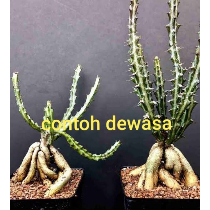 kaktus Euphorbia Knutii bonggol mini
