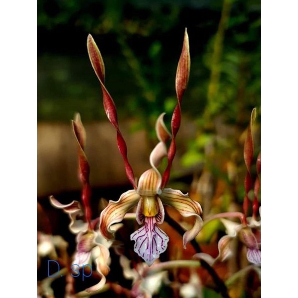 Dendrobium Aff Stratiotes Seedling