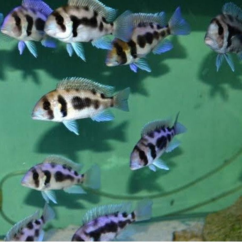 Frontosa Black window