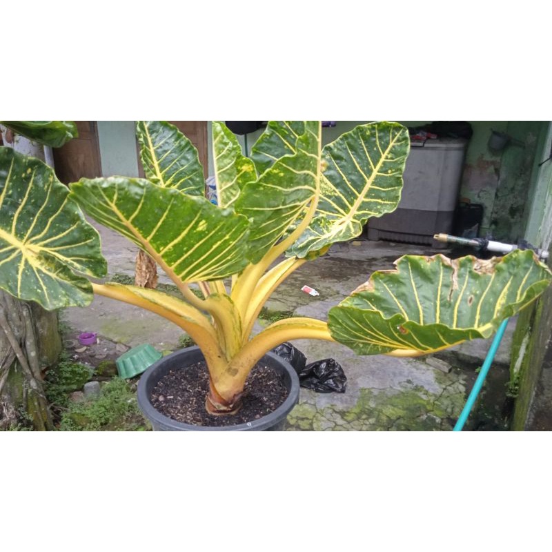 ALOCASIA GUINEA GOLD SENTE KUNING GOLDEN