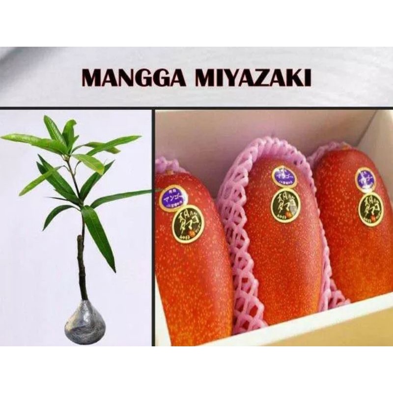 Jual Bibit Tanaman Mangga Miyazaki Hasil Okulasi Dijamin Asli Shopee Indonesia