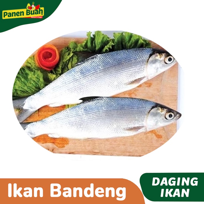 

Ikan Bandeng Segar