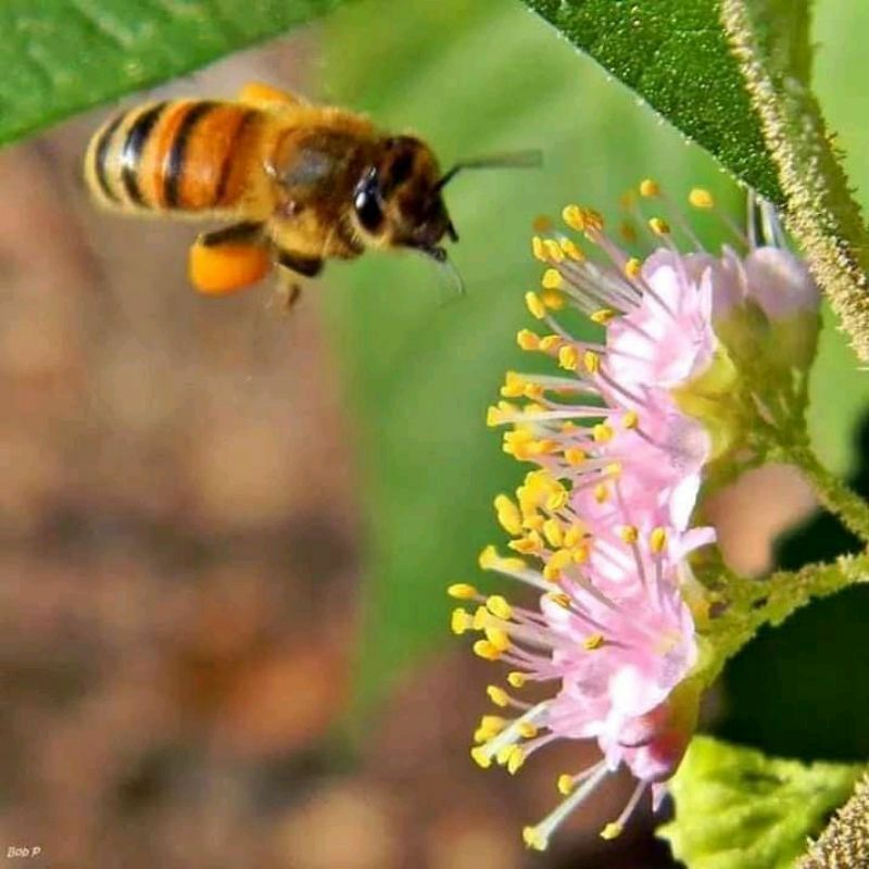 pakan klanceng bunga beauty berry malaysia sangat bagus untuk tanaman hias dan juga vegetasi lebah m