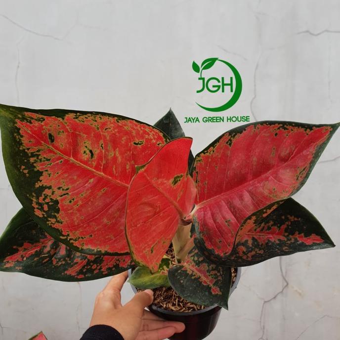 Aglonema Suksom Batik